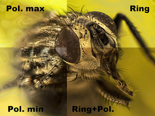 Different Lighting in Macrostacking