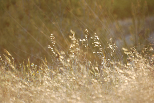 depth_of_field_and_focal_length