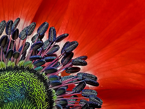 depth_of_field_and_macro