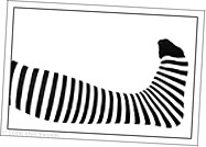 zebra