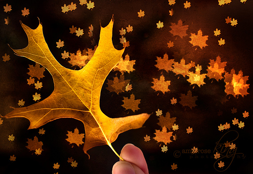 Leaf Bokeh! (by Amy-Rose)
