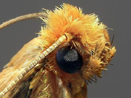 Create An Automated Macro Rails For Image Stacking