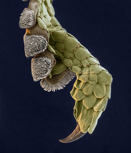 Geckofuss 120x