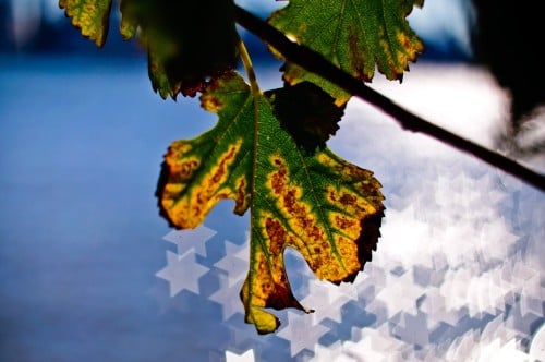 DIYPhotography Now Owns The Trade Mark For Bokeh®