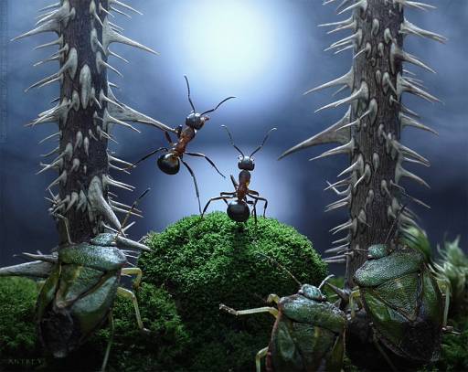 Andrey Pavlov Tells Wonderful Stories With Real Live Ants