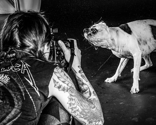 Photographer Carli Davidson Makes Epic Portraits Of Splashing Dogs