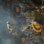 Andrew Newey honey hunt