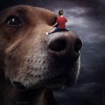 Photographer Creates Surreal Photos Of Homeless Dogs, Helps Them Find A New Home