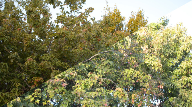 nikon-bitrate-18vs45-d5100