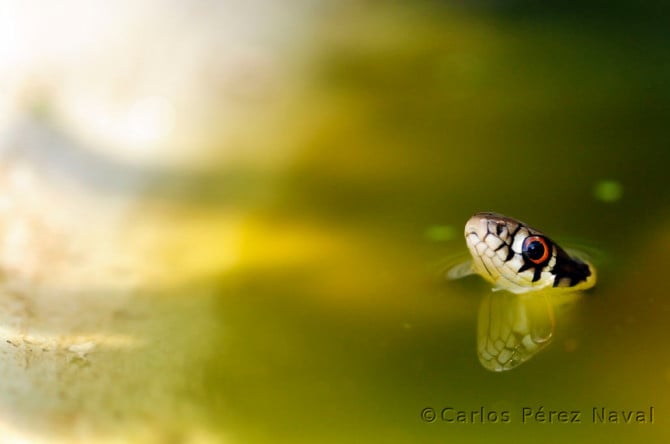 carlos-wildlife-photographer