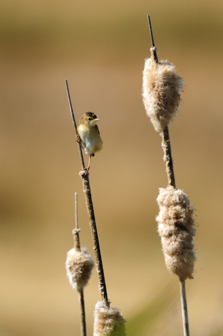 carlos-wildlife-photographer2