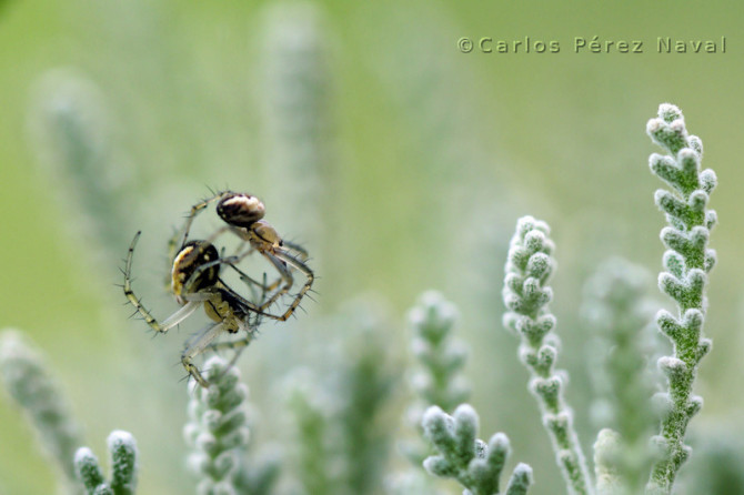 Photo by Carlos Perez Naval