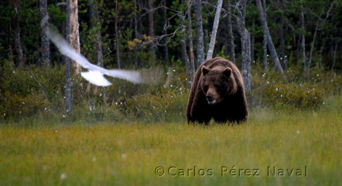Photo by Carlos Perez Naval