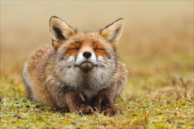 fox_cihll.1