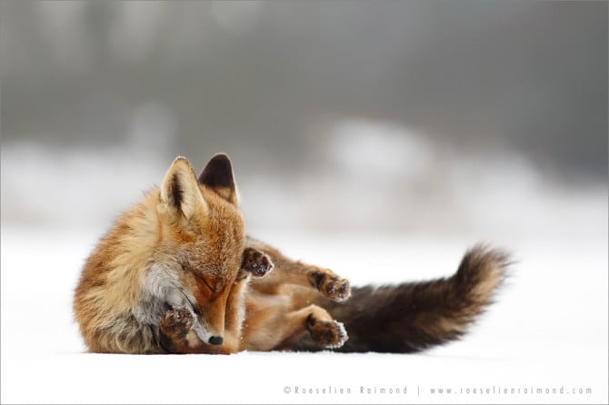 red_fox_winter