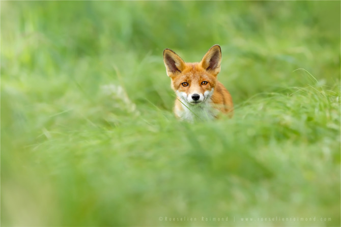 redfox_grass