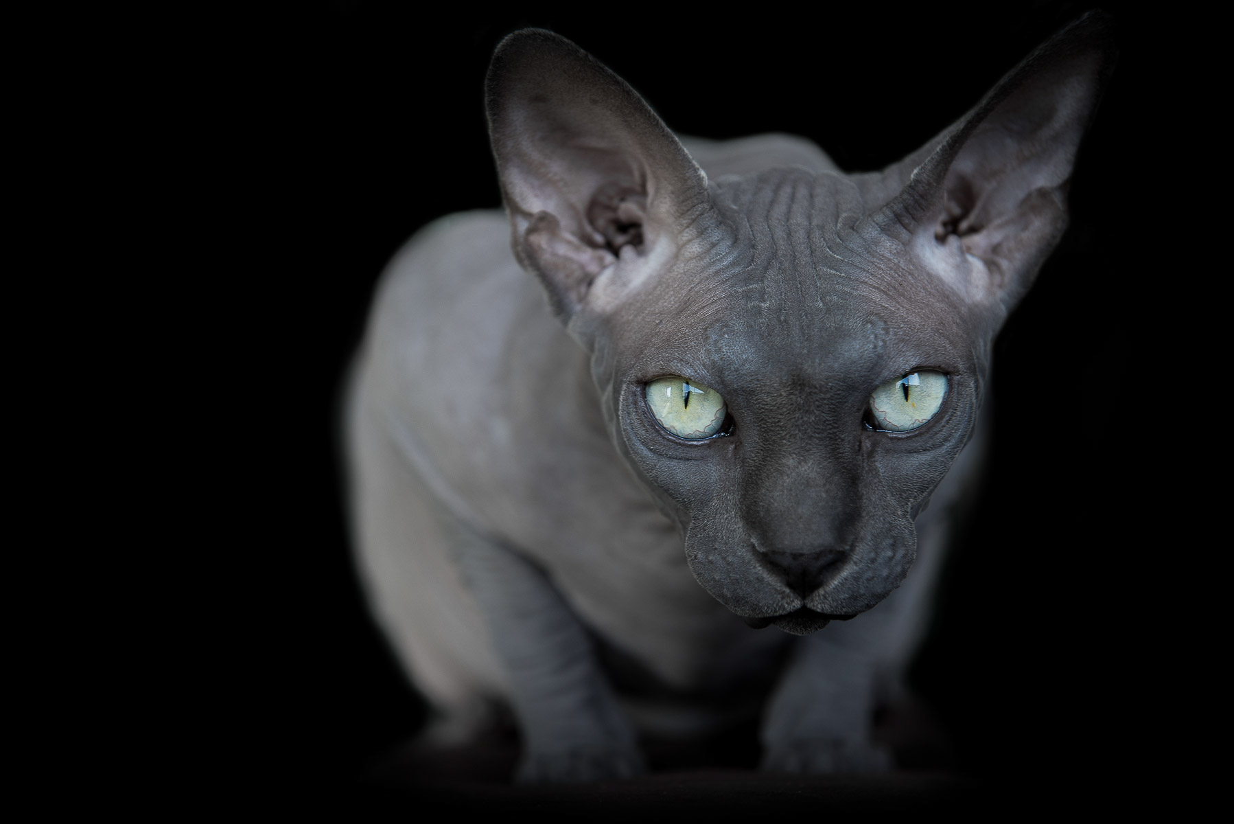 Discover The Beauty Of Hairless Cats In This Striking Portrait Discover The Beauty Of Hairless Cats In This Striking Portrait