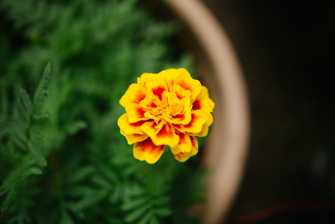 1-250 sec at f – 2.0, ISO 200, 35mm. The minimum focus distance of this lens is 11 inches.