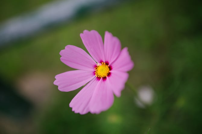 My first impressions of this lens wide open at f/2 is that it is nearly flawless.