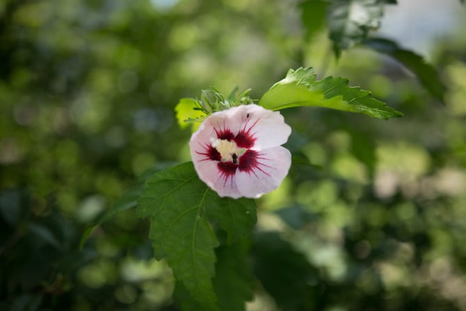 1-800 sec at f – 2.0, ISO 100. There’s your bokeh, folks!