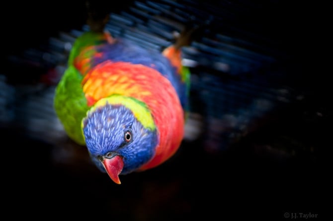 Rainbow Lorikeet, Jacksonville Zoo, Florida 2010.