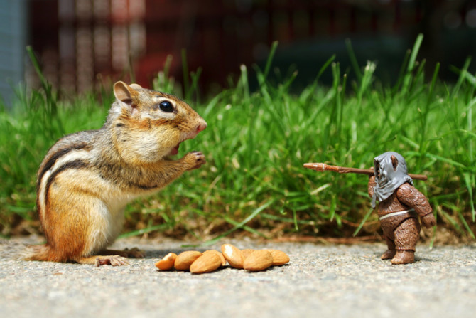 chipmunk1