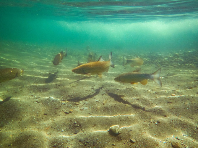 lightroom-dehaze-underwater-after