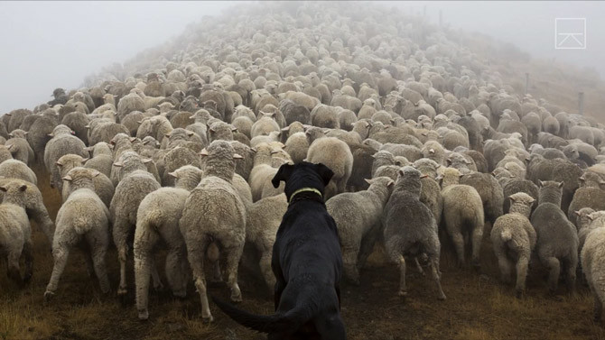 working-dogs