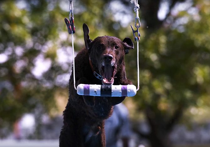 Dog_Challenge_1