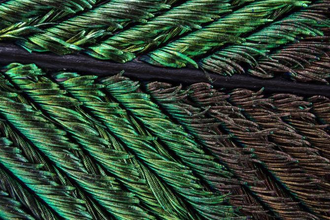 peacock-4