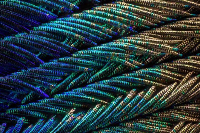peacock-9