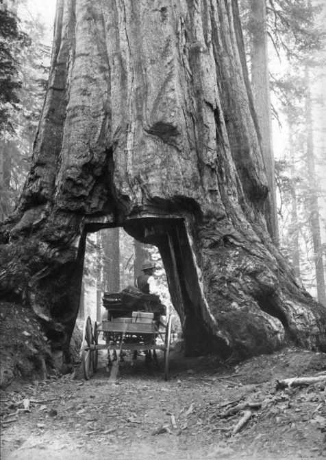 A horse-drawn cart passing through a section cut out of the base of a giant sequoia tree in the Mariposa groves of Yosemite Park, California.