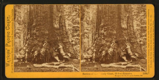 Section_of_the_Grizzly_Giant,_looking_up,_Mariposa_Grove,_Mariposa_County,_Cal,_by_Watkins,_Carleton_E.,_1829-1916_2