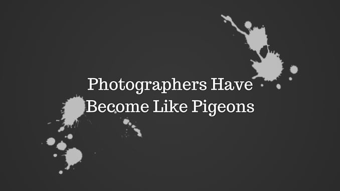 pigeons-01