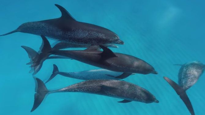 vr_swimming_with_dolphins