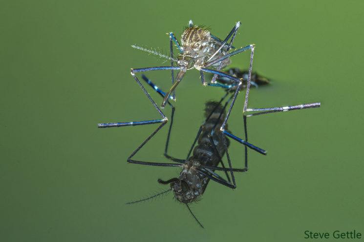 skeeter-stack