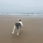 Finnbar running on the beach