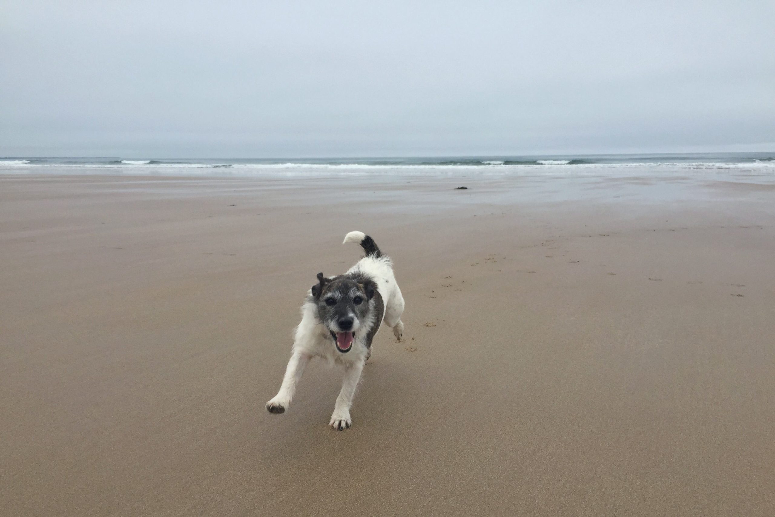 Finnbar running on the beach