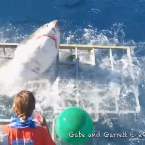 Underwater photographer captures rare image of great white shark with ...