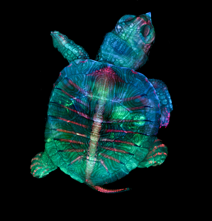 19 Nikon Small World Winners Show That Lots Of Beauty Fits Into Tiny Worlds Diy Photography 19 Nikon Small World Winners Show That Lots Of Beauty Fits Into Tiny Worlds Diy Photography