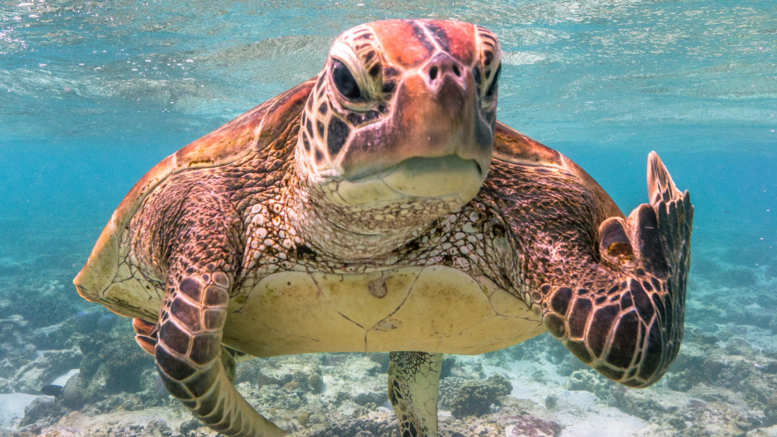 A turtle flipping a bird wins 2020 Comedy Wildlife Photography Awards