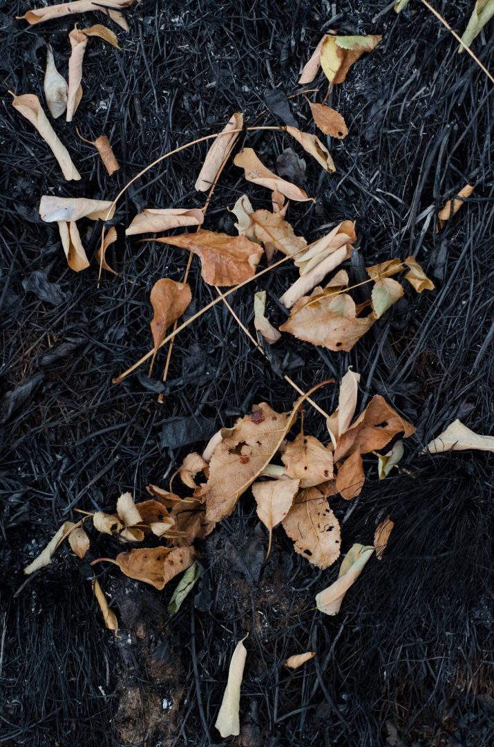 autumn photography