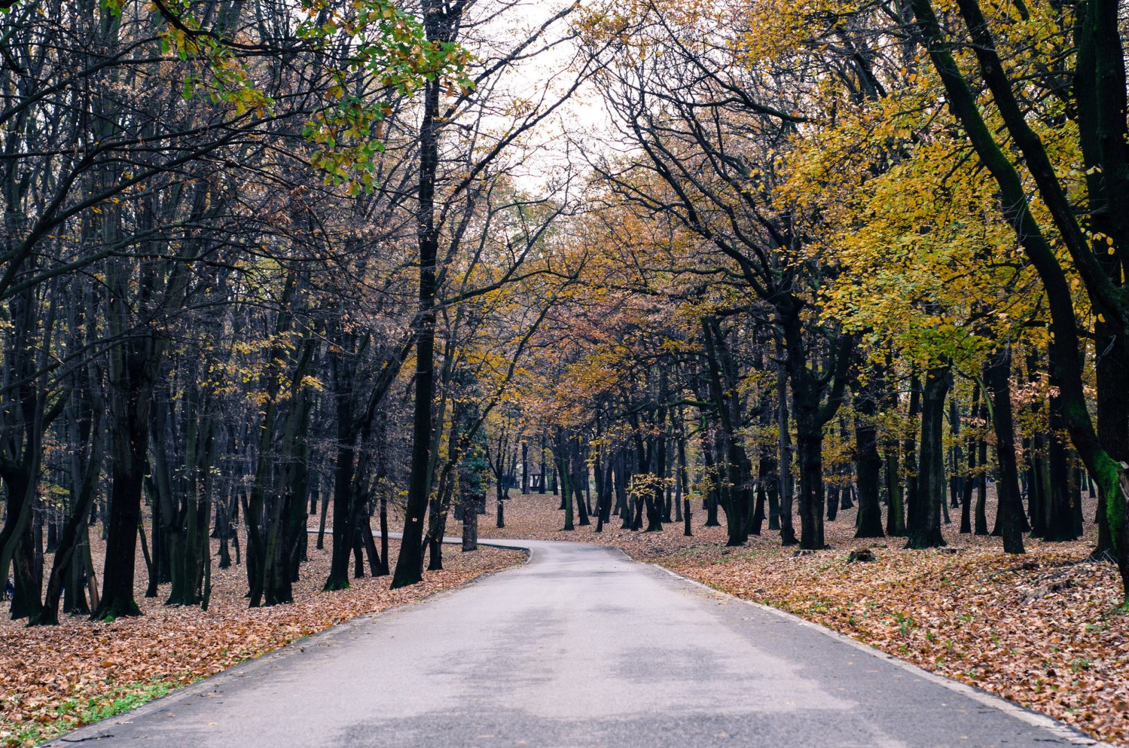 autumn photography