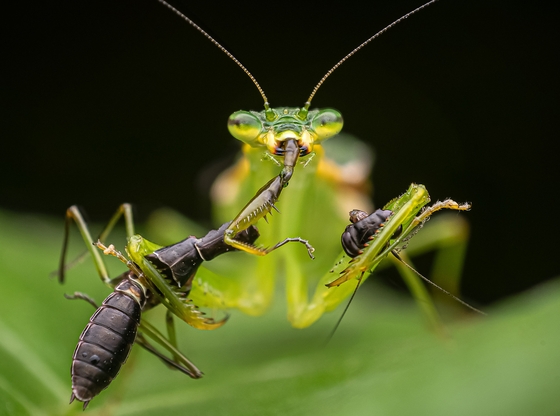 Nature inFocus Photography Awards 2021
