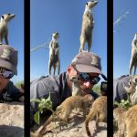 meerkats climb photographer