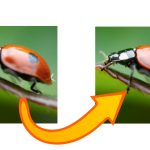 blurred photo fixed using AI software Dall-E