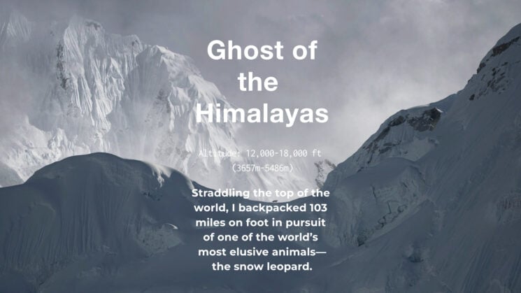 Does it matter that the viral snow leopard images are fake? Yes, and this is why