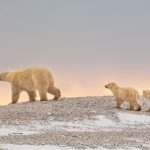 Watch Churchill's polar bears on a live nature-cam as they wait for the sea ice to form