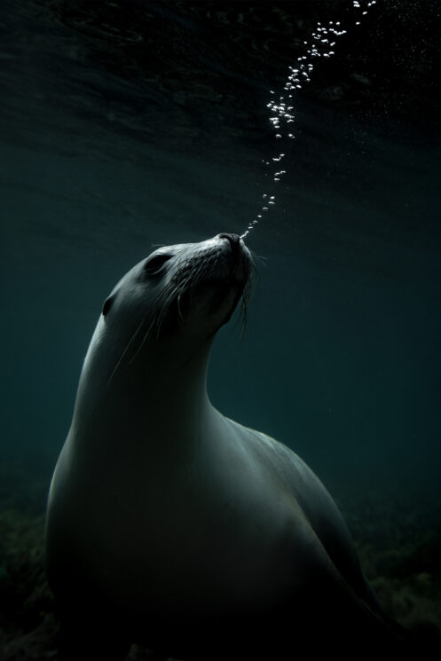 Ami Vitale make a difference through photography