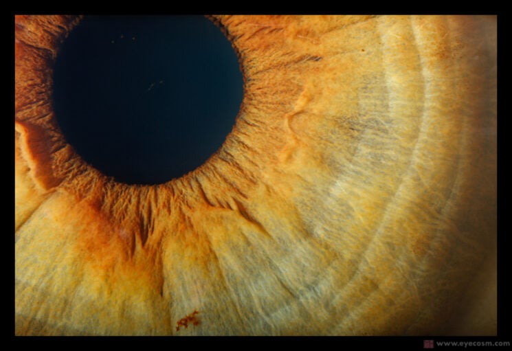 These mesmerizing extreme macro images of eyes are like windows to other worlds